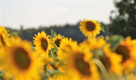 Sunflower oil production increased by 15% in Ukraine