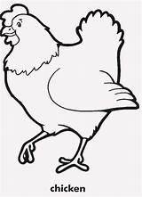 Chicken Chook Coloring Pages sketch template