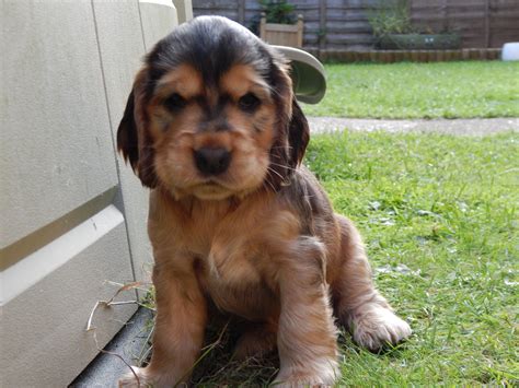 7 week old Black Sable Cocker Spaniel Ollie | Spaniel, Cocker spaniel ...