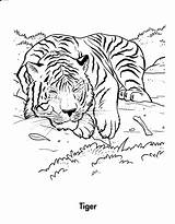 Free Printable Tiger Coloring Pages For Kids sketch template