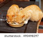 Domestic Cat Free Stock Photo - Public Domain Pictures
