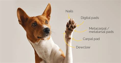 Dog Paw Anatomy: Everything You Need To Know - LuckyTail