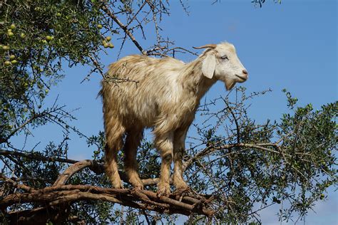 Happy Goat in a Tree Photograph by Lindley Johnson