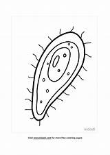 Prokaryote Cell Coloring Pages sketch template