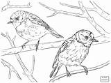 American Robin Coloring Page At GetColoringscom  Free Printable sketch template