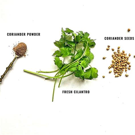 Coriander Powder, Cilantro and Seeds | Spice and Life