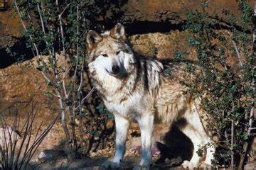 Why Is the Mexican Wolf Endangered? | Animals - mom.me