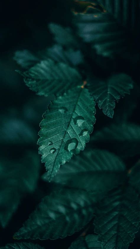 Dark Green Nature Wallpapers - Top Free Dark Green Nature Backgrounds - WallpaperAccess