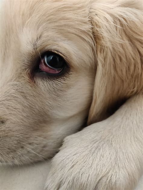 2.5 months puppy eye has red skin exposed. | Golden Retriever Dog Forums