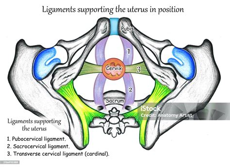 Ligament Of Female Pelvis Stock Illustration - Download Image Now - Anatomy, Cervix ...