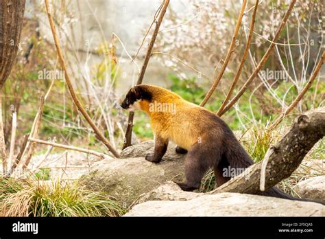 Marten species -Fotos und -Bildmaterial in hoher Auflösung – Alamy