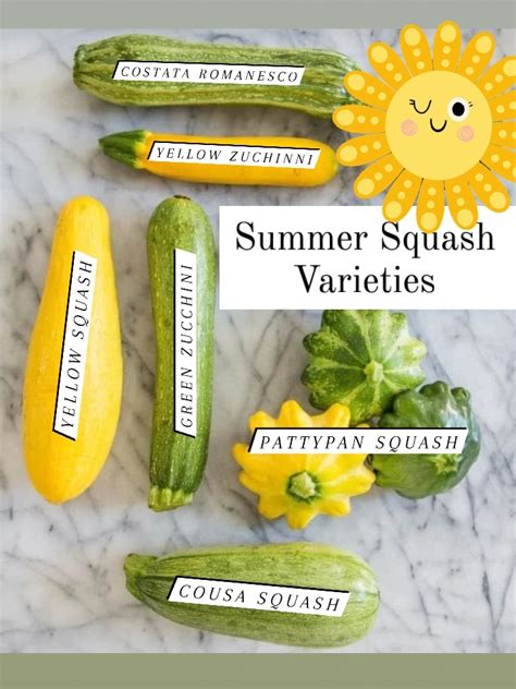 Summer Squash - Common Roots Urban Farm