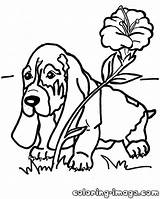 Basset Hound Drawing At GetDrawings  Free Download sketch template