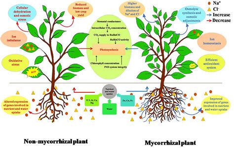 Frontiers | Mitigation of Salinity Stress in Plants by Arbuscular Mycorrhizal Symbiosis: Current ...