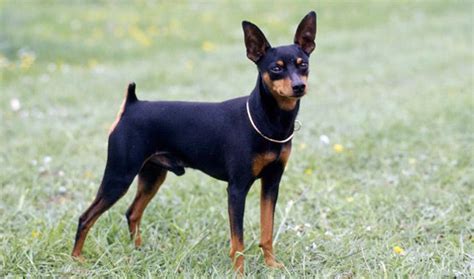 Everything you want to know about Miniature Pinschers, including grooming, training, health ...