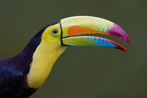 HKR52342 | Keel-billed Toucan, conservation status: Near-thr… | Flickr