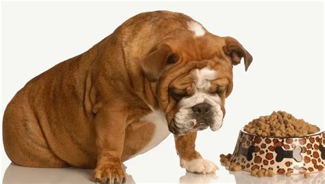 Stomach Ulcers In Dogs: Symptoms, Causes, & Treatments - DogTime