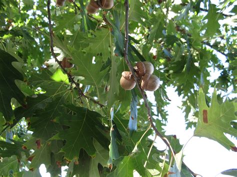 What Grows There :: Hugh Conlon, Horticulturalist, Professor, Lecturer, and Gardener