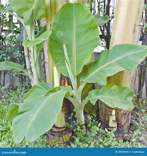 Seedling and Plant of Banana Stock Photo - Image of flora, jungle: 28373690