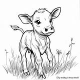 Calf Coloring Pages  Free & Printable sketch template
