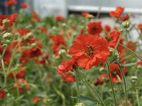 Geum Mrs Bradshaw - Flowering Perennial Plants