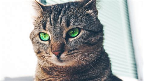 Cat Eye Discharge Green - CollinkruwPham