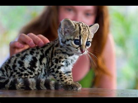 cute baby ocelot kittens sweet pet Ocelot Kittens Playing || Funny cats and cute kittens - YouTube