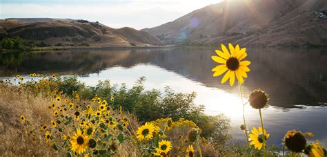 Next Steps for Snake River Dam Removal - Wild Salmon Center