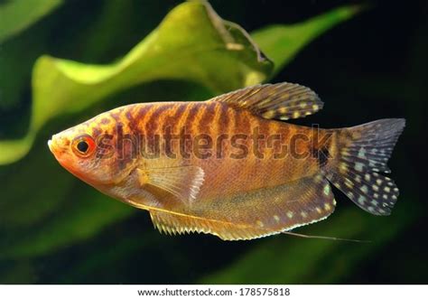 509 Gold Gourami Images, Stock Photos & Vectors | Shutterstock