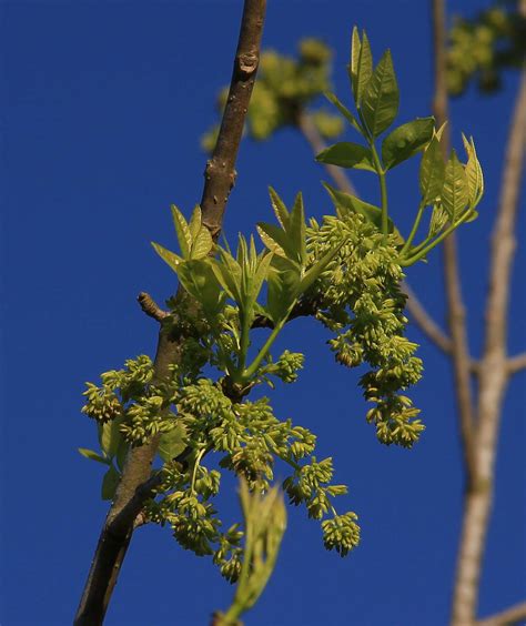 Green Ash tree - Southern Native Trees