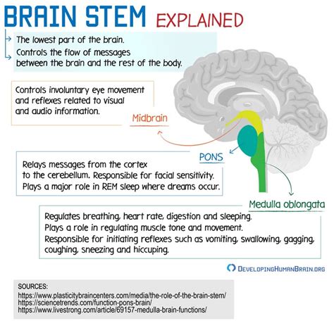 Your Brain Structure – What is the Brain Made Of?