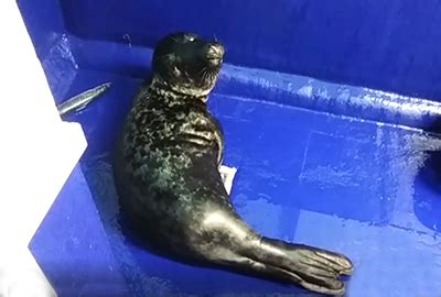 CORNISH SEAL SANCTUARY - SEA LIFE TRUST - Blobfish - Rescued Seal Pup - 2021-22 Season