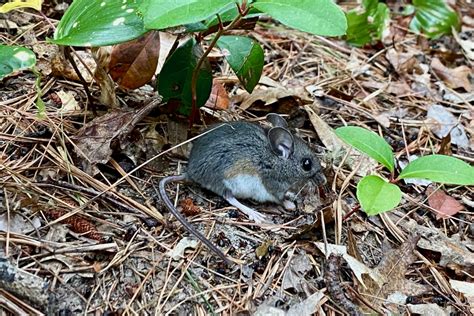 White-footed Mouse (Peromyscus leucopus) – Seashore to Forest Floor