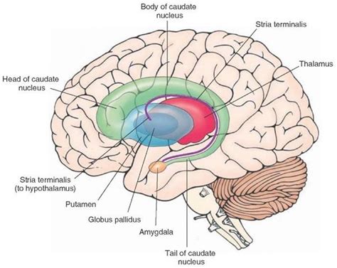 caudate nucleus - Google Search | Sistema nervioso central, Estructura del cerebro, Cápsula interna