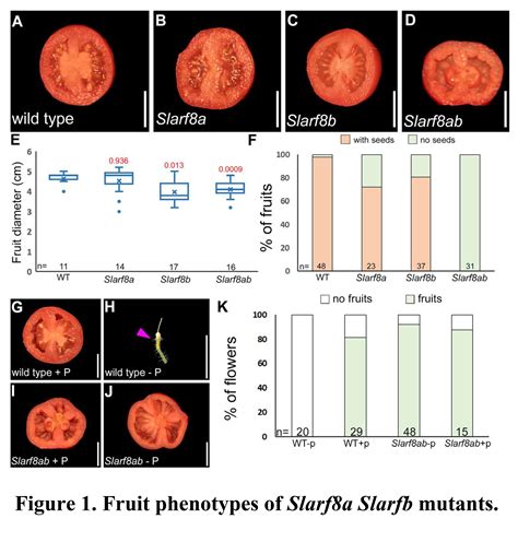 Modulating auxin response stabilizes tomato fru...