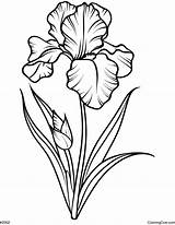 Iris Flower Coloring Page sketch template