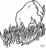 Bison Is Walking In The Prairies coloring Page  Free Printable sketch template