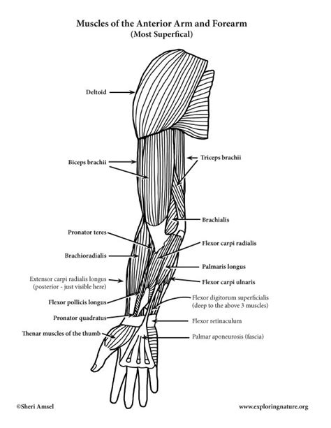 Arm and Forearm Muscles (Anterior View) (Advanced)