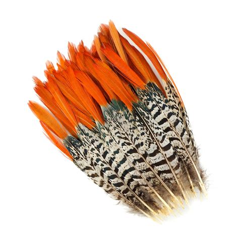 Lady Amherst Pheasant Feathers, 8-10 Natural Pheasant Orange Top, Loose ...
