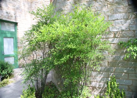 How to Properly Prune Your Nandina Domestica - The Arches