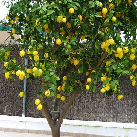 Limonero (Citrus limon) – Plantas Mallorca