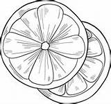 Oranges coloring Pages  Free Coloring sketch template