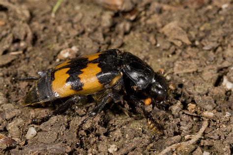 Carrion Beetles, Family Silphidae