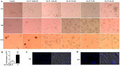 LL-37 induces monocyte differentiation. Negatively isolated monocytes... | Download Scientific ...