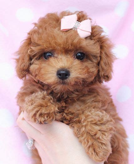 Toy Poodle Puppies | Toy poodle puppies, Poodle puppy, Teacup puppies