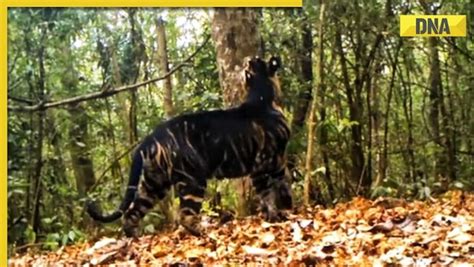 Mesmerizing viral video: Rare Melanistic tiger spotted in Odisha's national park, watch