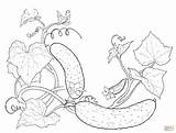 Cucumbers coloring Page  Free Printable Coloring Pages sketch template