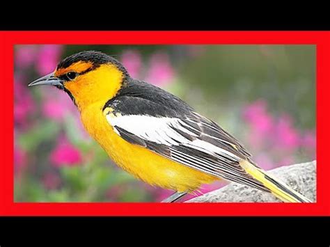 Bullock's Oriole Song! Bullock's Oriole Call! Bullock's Oriole Sound! Bullock's Oriole Singing ...