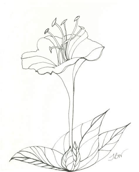 Blooming Rose Drawing at GetDrawings | Free download