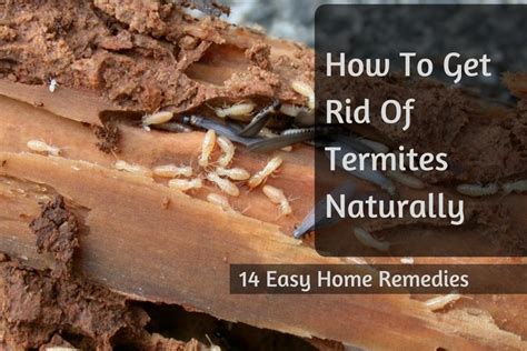 Comment se débarrasser des termites naturellement: 14 remèdes faciles à la maison - Information ...